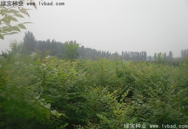 <a href='http://m.wuzhouwash.com/linmuzhongzi/1807.html' target='_blank'>北欒</a><a href='http://m.wuzhouwash.com/' target='_blank'>種子</a>