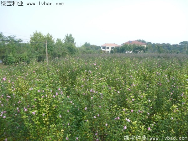 木槿<a href='http://m.wuzhouwash.com/' target='_blank'>種子</a>