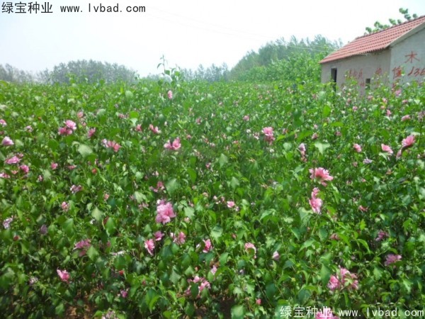 <a href='http://m.wuzhouwash.com/linmuzhongzi/1808.html' target='_blank'>木槿種子</a>