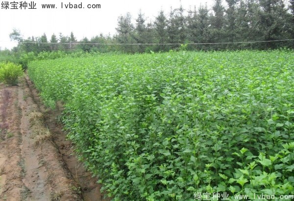 木槿<a href='http://m.wuzhouwash.com/' target='_blank'>種子</a>