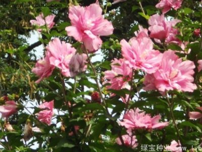 木槿種子