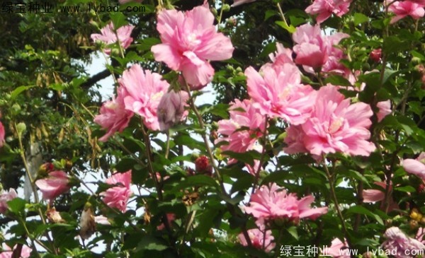 <a href='http://m.wuzhouwash.com/linmuzhongzi/1808.html' target='_blank'>木槿</a><a href='http://m.wuzhouwash.com/' target='_blank'>種子</a>