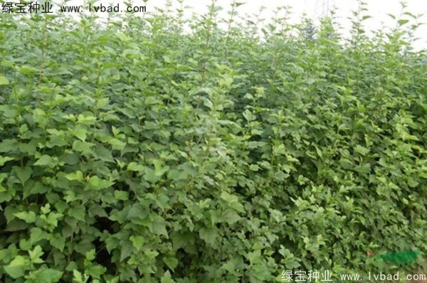 <a href='http://m.wuzhouwash.com/linmuzhongzi/1808.html' target='_blank'>木槿種子</a>