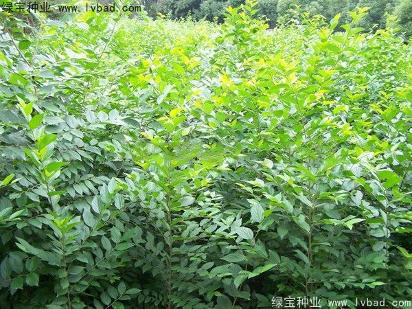 大葉<a href='http://m.wuzhouwash.com/linmuzhongzi/1755.html' target='_blank'>樸樹</a><a href='http://m.wuzhouwash.com/' target='_blank'>種子</a>