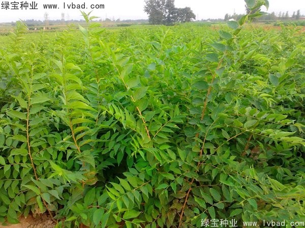 大葉<a href='http://m.wuzhouwash.com/linmuzhongzi/1755.html' target='_blank'>樸樹種子</a>