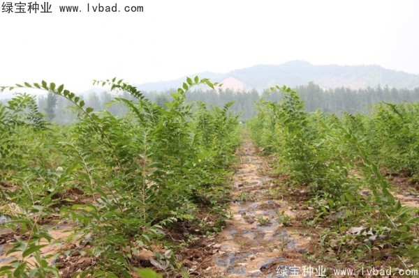 <a href='http://m.wuzhouwash.com/linmuzhongzi/1809.html' target='_blank'>大葉樸樹種子</a>