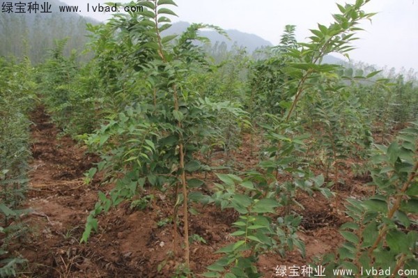 <a href='http://m.wuzhouwash.com/linmuzhongzi/1809.html' target='_blank'>大葉樸樹種子</a>