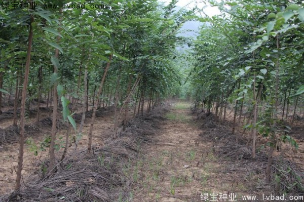 <a href='http://m.wuzhouwash.com/linmuzhongzi/1810.html' target='_blank'>小葉樸樹種子</a>