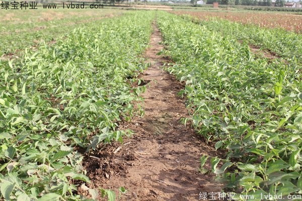 <a href='http://m.wuzhouwash.com/linmuzhongzi/1810.html' target='_blank'>小葉樸樹</a>