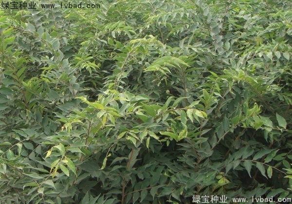 <a href='http://m.wuzhouwash.com/linmuzhongzi/1810.html' target='_blank'>小葉樸樹種子</a>