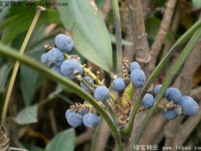 十大功勞種子