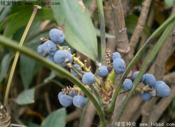 <a href='http://m.wuzhouwash.com/linmuzhongzi/1811.html' target='_blank'>十大功勞種子</a>