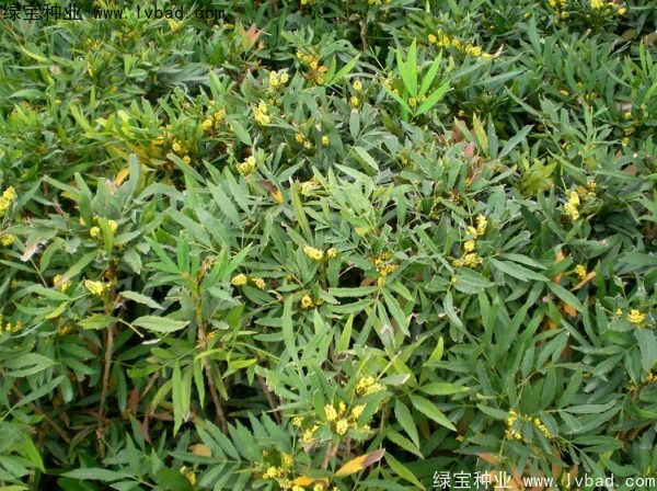 十大功勞<a href='http://m.wuzhouwash.com/' target='_blank'>種子</a>