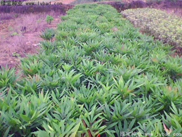 <a href='http://m.wuzhouwash.com/linmuzhongzi/1811.html' target='_blank'>十大功勞種子</a>