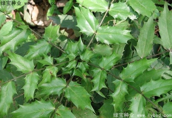 十大功勞種子