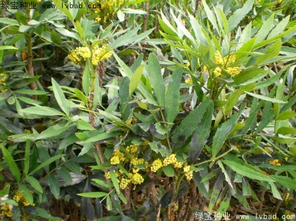 十大功勞<a href='http://m.wuzhouwash.com/' target='_blank'>種子</a>