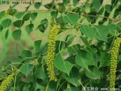 烏桕種子