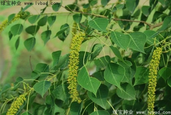 <a href='http://m.wuzhouwash.com/linmuzhongzi/1812.html' target='_blank'>烏桕種子</a>