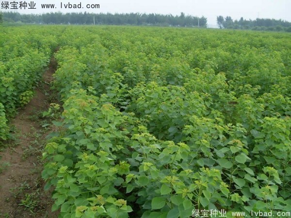 烏桕<a href='http://m.wuzhouwash.com/' target='_blank'>種子</a>