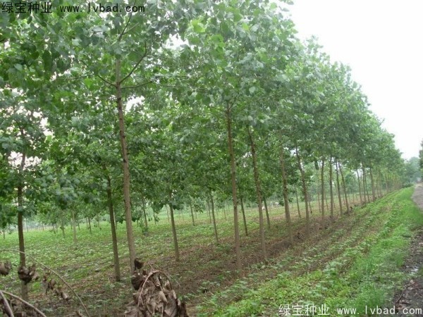 烏桕<a href='http://m.wuzhouwash.com/' target='_blank'>種子</a>