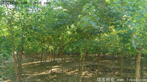 <a href='http://m.wuzhouwash.com/linmuzhongzi/1812.html' target='_blank'>烏桕種子</a>