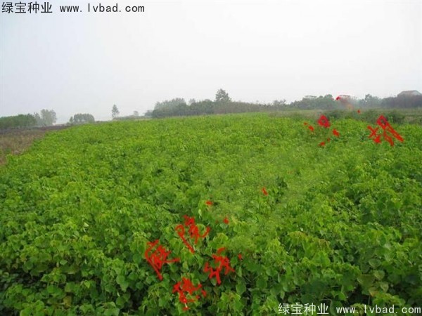 <a href='http://m.wuzhouwash.com/linmuzhongzi/1812.html' target='_blank'>烏桕種子</a>
