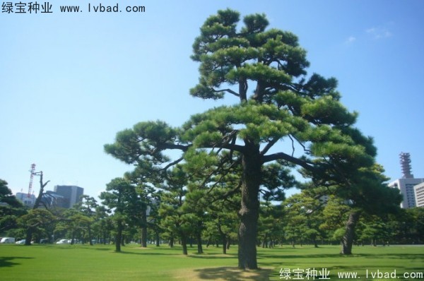 日本<a href='http://m.wuzhouwash.com/linmuzhongzi/1716.html' target='_blank'>黑松種子</a>