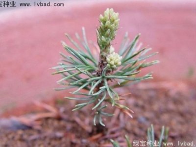 五針?biāo)煞N子