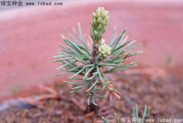 <a href='http://m.wuzhouwash.com/linmuzhongzi/1817.html' target='_blank'>五針?biāo)?/a><a href='http://m.wuzhouwash.com/' target='_blank'>種子</a>