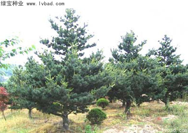 <a href='http://m.wuzhouwash.com/linmuzhongzi/1817.html' target='_blank'>五針?biāo)煞N子</a>