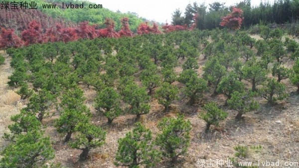 五針?biāo)?a href='http://m.wuzhouwash.com/' target='_blank'>種子</a>