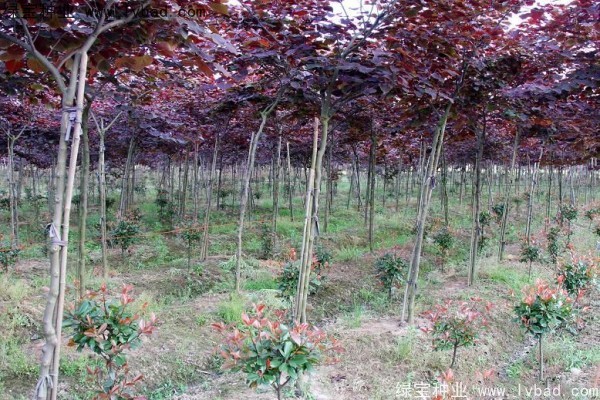<a href='http://m.wuzhouwash.com/linmuzhongzi/1818.html' target='_blank'>紅葉紫荊種子</a>
