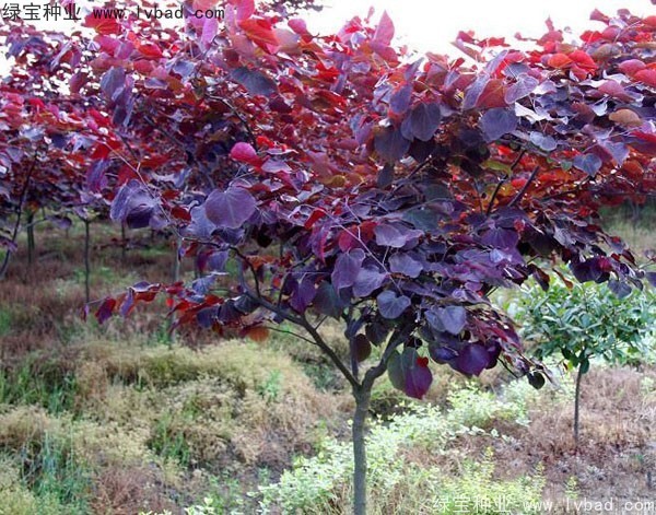 <a href='http://m.wuzhouwash.com/linmuzhongzi/1818.html' target='_blank'>紅葉紫荊</a><a href='http://m.wuzhouwash.com/' target='_blank'>種子</a>