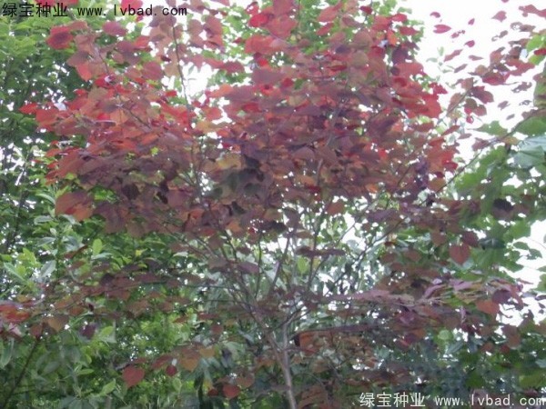紅葉<a href='http://m.wuzhouwash.com/linmuzhongzi/1760.html' target='_blank'>紫荊種子</a>