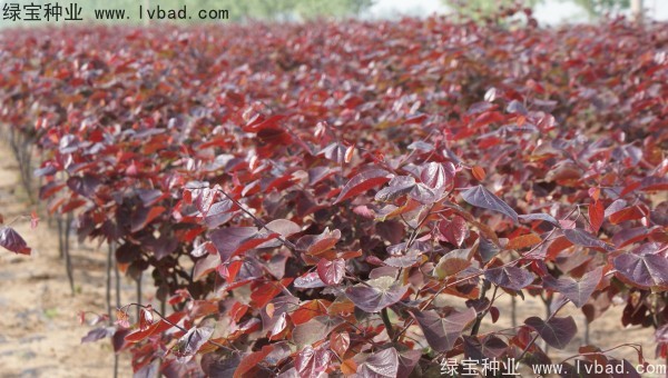 紫葉<a href='http://m.wuzhouwash.com/linmuzhongzi/1760.html' target='_blank'>紫荊種子</a>
