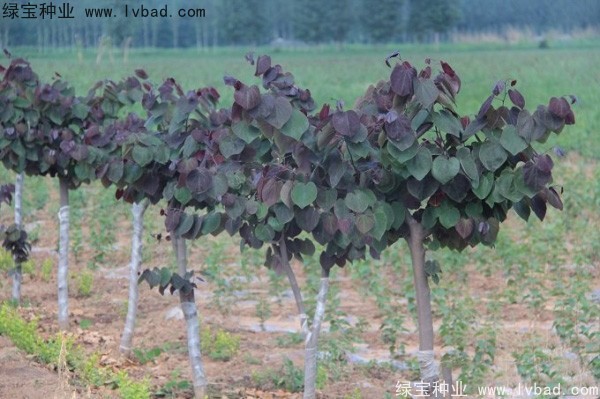 <a href='http://m.wuzhouwash.com/linmuzhongzi/1819.html' target='_blank'>紫葉紫荊種子</a>