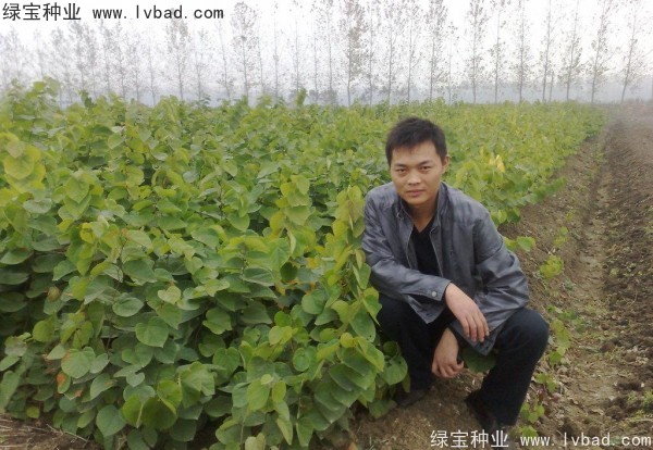 <a href='http://m.wuzhouwash.com/linmuzhongzi/1819.html' target='_blank'>紫葉紫荊種子</a>