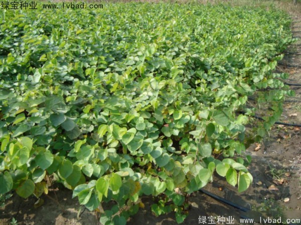 紫葉<a href='http://m.wuzhouwash.com/linmuzhongzi/1760.html' target='_blank'>紫荊種子</a>