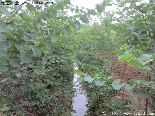 紫葉<a href='http://m.wuzhouwash.com/linmuzhongzi/1760.html' target='_blank'>紫荊種子</a>