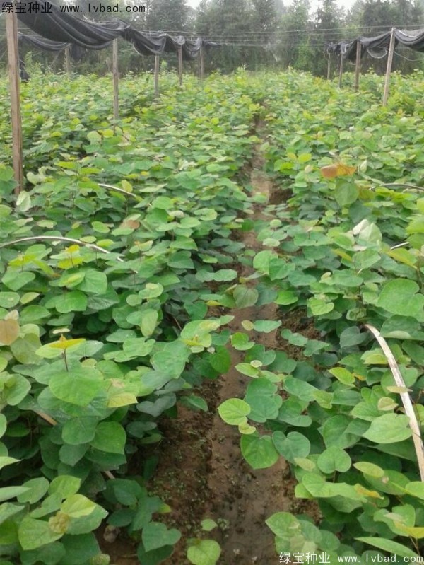 <a href='http://m.wuzhouwash.com/linmuzhongzi/1819.html' target='_blank'>紫葉紫荊</a><a href='http://m.wuzhouwash.com/' target='_blank'>種子</a>