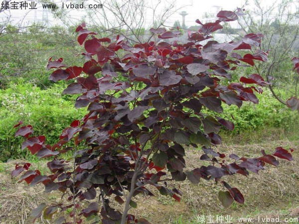 <a href='http://m.wuzhouwash.com/linmuzhongzi/1819.html' target='_blank'>紫葉紫荊種子</a>