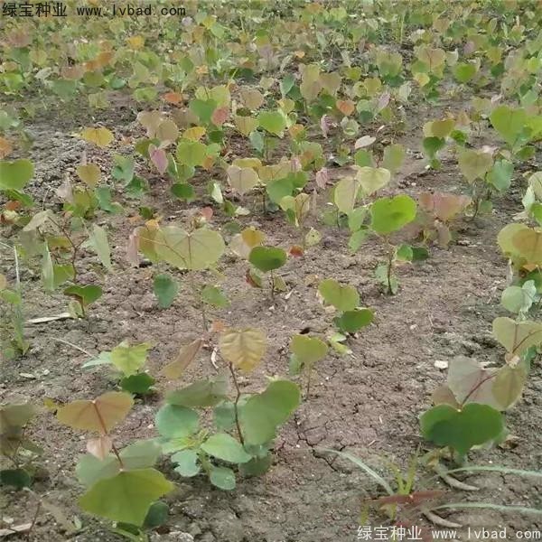 紫葉<a href='http://m.wuzhouwash.com/linmuzhongzi/1760.html' target='_blank'>紫荊</a><a href='http://m.wuzhouwash.com/' target='_blank'>種子</a>