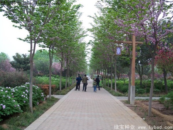 <a href='http://m.wuzhouwash.com/linmuzhongzi/1820.html' target='_blank'>加拿大紫荊種子</a>