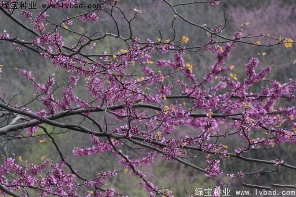 加拿大<a href='http://m.wuzhouwash.com/linmuzhongzi/1760.html' target='_blank'>紫荊</a><a href='http://m.wuzhouwash.com/' target='_blank'>種子</a>