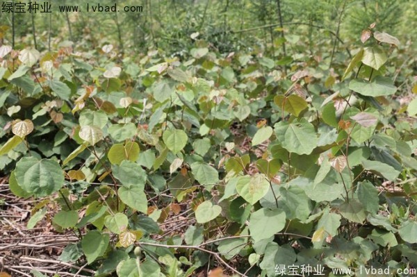 <a href='http://m.wuzhouwash.com/linmuzhongzi/1820.html' target='_blank'>加拿大紫荊種子</a>