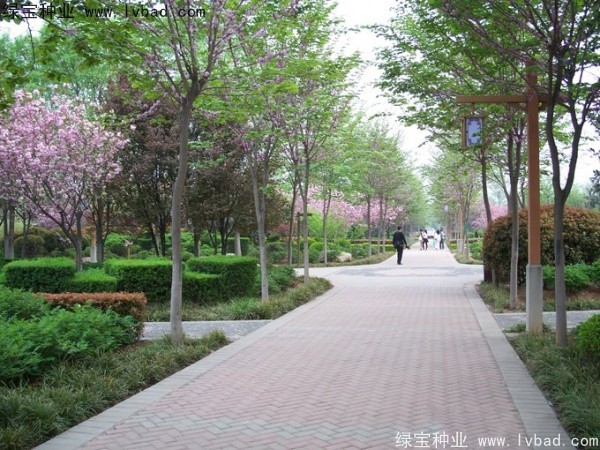 加拿大<a href='http://m.wuzhouwash.com/linmuzhongzi/1760.html' target='_blank'>紫荊種子</a>