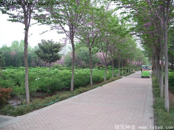 <a href='http://m.wuzhouwash.com/linmuzhongzi/1820.html' target='_blank'>加拿大紫荊</a><a href='http://m.wuzhouwash.com/' target='_blank'>種子</a>