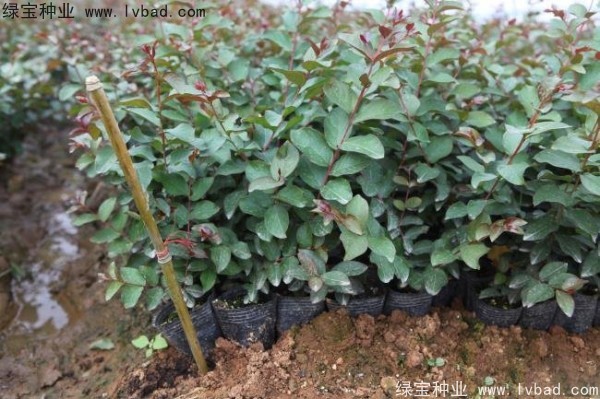 <a href='http://m.wuzhouwash.com/linmuzhongzi/1821.html' target='_blank'>紅花紫薇種子</a>