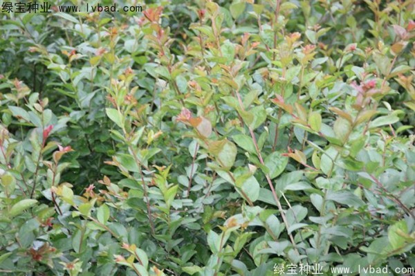 <a href='http://m.wuzhouwash.com/linmuzhongzi/1821.html' target='_blank'>紅花紫薇</a>種子
