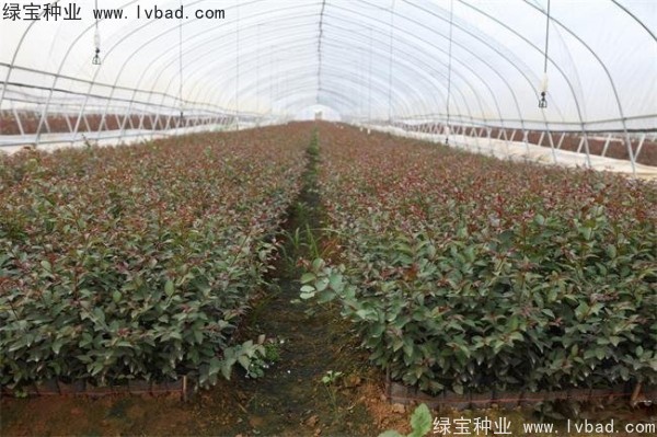 紅花<a href='http://m.wuzhouwash.com/linmuzhongzi/1698.html' target='_blank'>紫薇</a><a href='http://m.wuzhouwash.com/' target='_blank'>種子</a>
